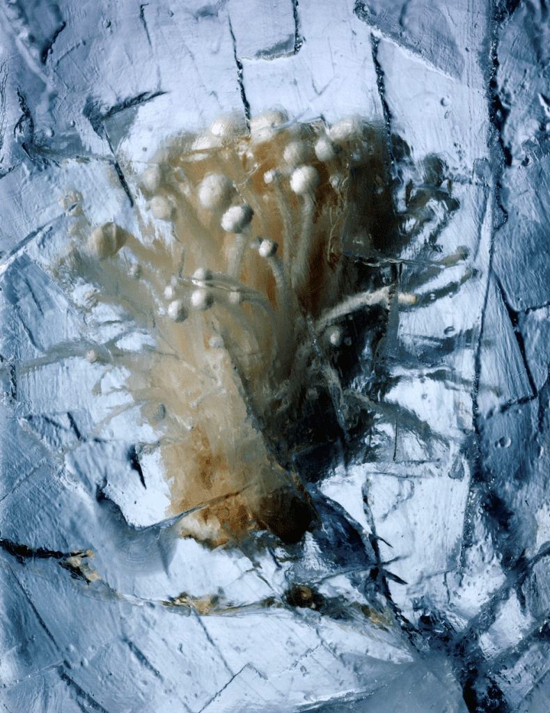 mushroom in ice